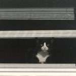 Guard cat watching the garden
