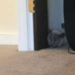 Beanie hiding when we first moved to our house