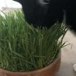 Luca stuffing his face with cat grass